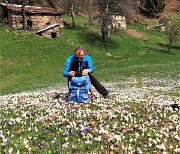 Spettacolo di crocus ai prati della Pigolotta di Valtorta il 26 aprile 2018 - FOTOGALLERY